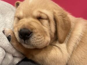 1 of the male pups fast asleep 🥰