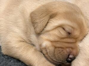 Pup at 3 weeks