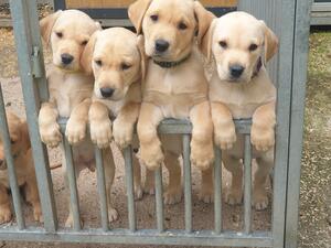 Puppies