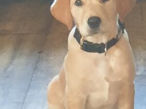 The pups ready for the off