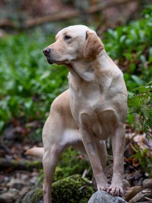 Nell