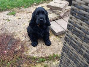 Beautiful show cocker spaniel Black girl
