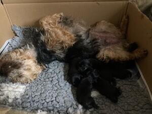 Mum and pups