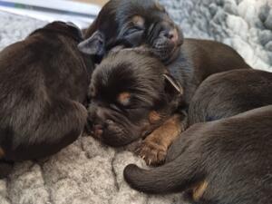 Pups aged 4 days