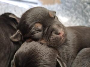 Pups aged 4 days
