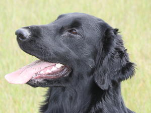 Hugo