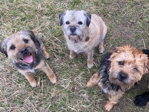 The gang
