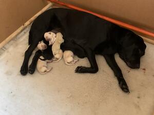 Swift and her Puppies