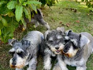 Mum, Pup and Aunt 2022