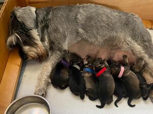 Day Old Pups - 26th July 23