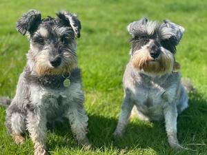 Year Old Pup with Mum on right