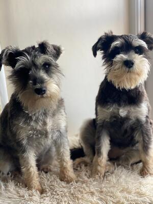 Year Old Pups from 2022
