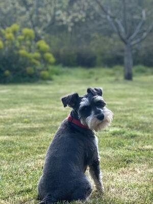 Trefaldwyn Paloma