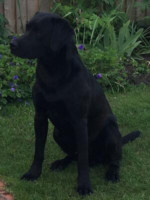 Wilson profile