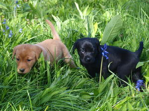 Thutamba Puppies