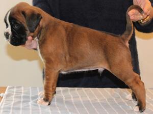 Beautiful flashy Dog , excellent temperament