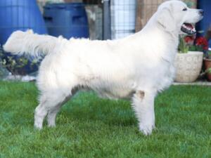 sire