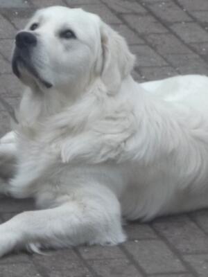 Sire