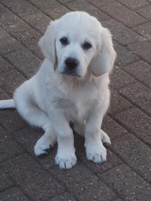 Puppy