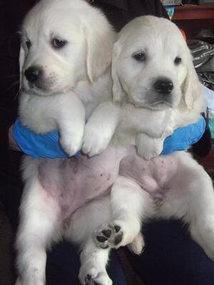 Puppies
