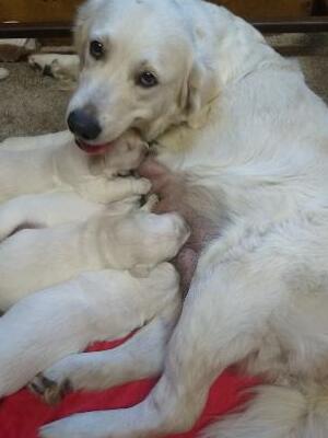 puppies and dam