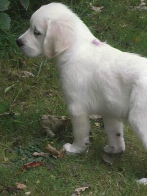 puppy