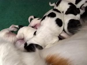 Prtevious litter 3days old