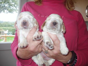 Previous Puppies at 2 weeks