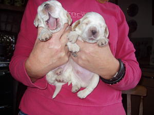 Previous puppies at 2 weeks old
