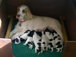 Puppies at 2 weeks old