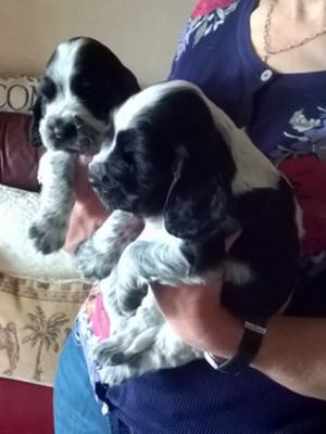 Two Blue Roan Show type Cocker pupies at weks old