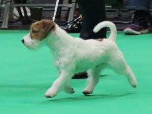 Multi.Ch. Algrafs Rembo With Calavey (Imp Rus)