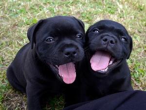 Pups @ 7weeks