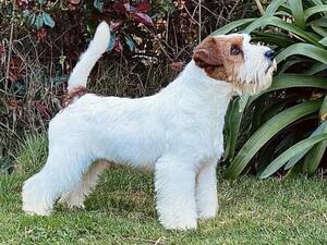 Sire - Sonny