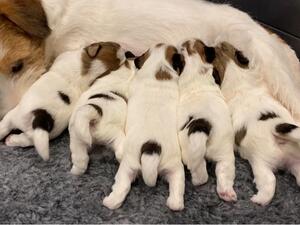 Bambi and Pups @ 2 weeks Old
