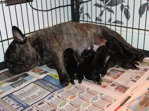 Mum & Pups