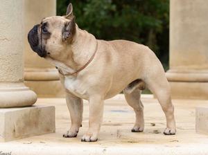 Sire - Fudge