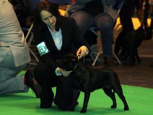 Roxie Crufts 2013 3rd Special Puppy Bitch