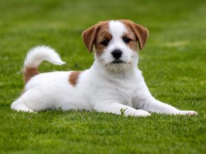 Puppy dog - Hypnotist