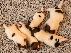 Pups - Day 6