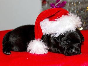 Pup - 1 Week