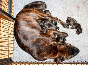Mum & Pups