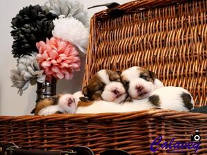 Puppies