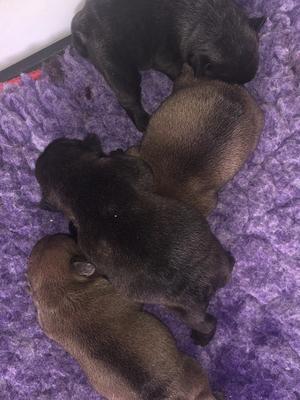 Pups - Day 1