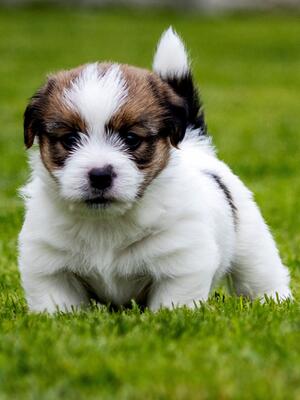 Puppy