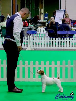 June Best Puppy in Breed