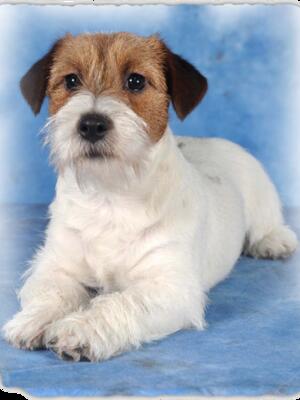 Teddie @ 6mths