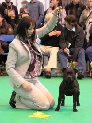 Roxie Crufts 2014 3rd Undergraduate Bitch