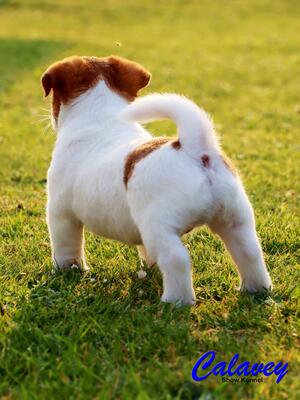 Calavey's Double Oh Seven aka James @ 8 weeks
