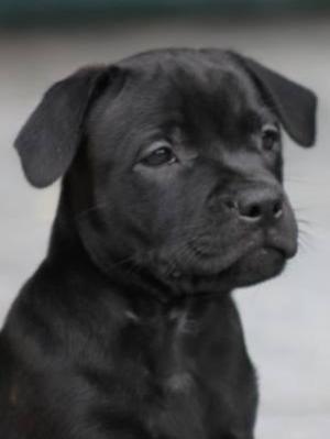 Boy available